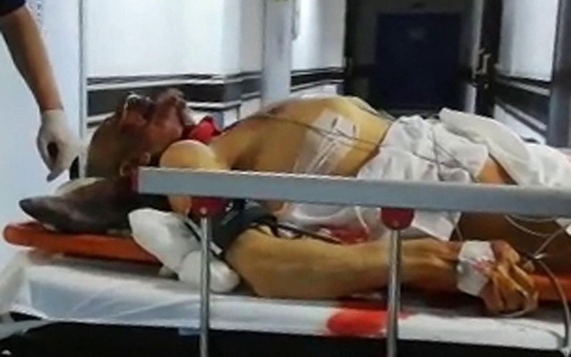 Erzurum'da ayı saldırısı 1 ölü 2 yaralı - Resim: 2