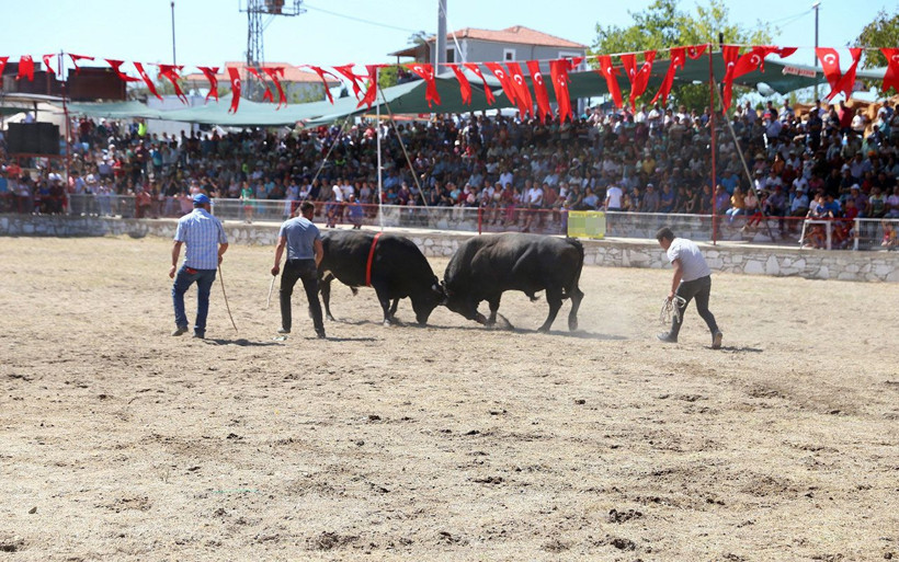 Muğla'da güreş alanından kaçan 2 boğa kadın seyirciyi hastanelik etti - Resim: 1