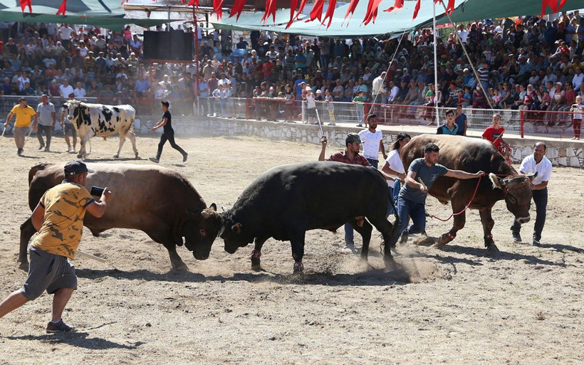 Muğla'da güreş alanından kaçan 2 boğa kadın seyirciyi hastanelik etti - Resim: 2