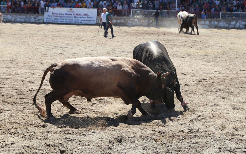 Muğla'da güreş alanından kaçan 2 boğa kadın seyirciyi hastanelik etti - Resim: 3