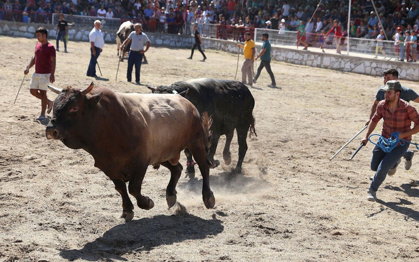 Muğla'da güreş alanından kaçan 2 boğa kadın seyirciyi hastanelik etti - Resim: 4