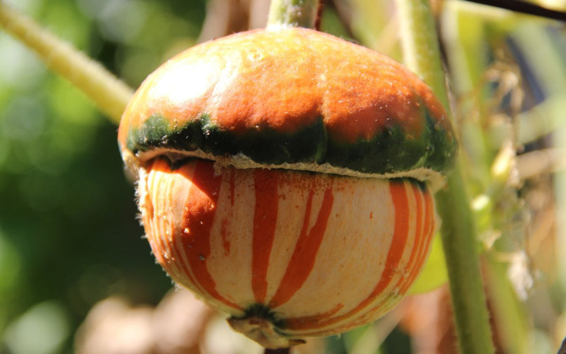 Bir buçuk dönüm arazide yerli tohumdan bin bir çeşit ürün yetiştiriyor! Görenler hayrete düşüyor - Resim: 2