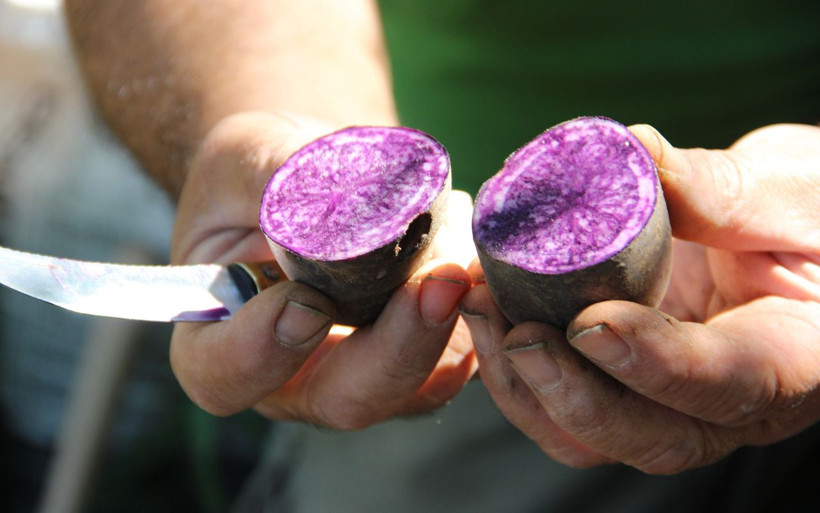 Bir buçuk dönüm arazide yerli tohumdan bin bir çeşit ürün yetiştiriyor! Görenler hayrete düşüyor - Resim: 3