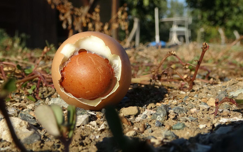 Bahçesinde yetiştirdiği tavukların yumurtasının içinden çıktı! Akıllara durgunluk verdi! - Resim: 1
