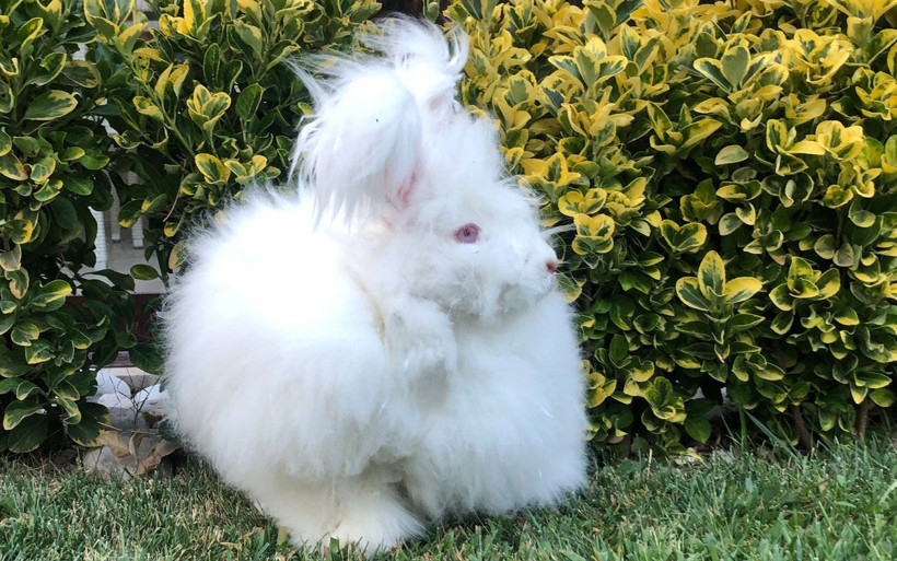 Görenler gözlerine inanamıyor tüyü astronot kıyafetlerinde kullanılıyor - Resim: 3