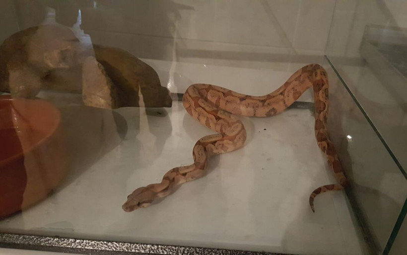 İstanbul'da timsah piton yılanı ve jako papağan satan şüpheli yakalandı - Resim: 2