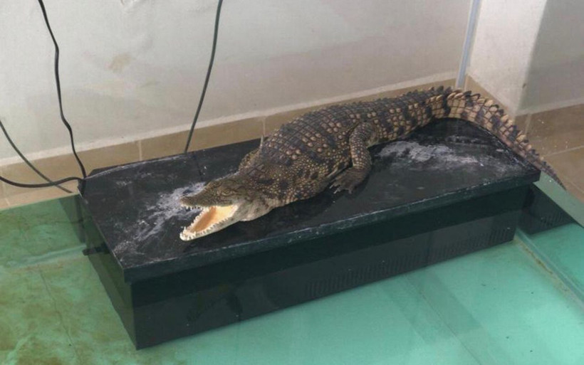 İstanbul'da timsah piton yılanı ve jako papağan satan şüpheli yakalandı - Resim: 3