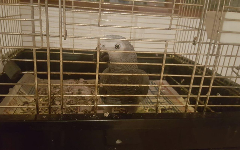 İstanbul'da timsah piton yılanı ve jako papağan satan şüpheli yakalandı - Resim: 4