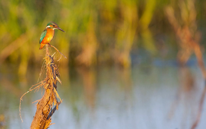 Güneydoğu'nun kuş cenneti Diyarbakır'daki 8 bin yıllık Hevsel Bahçeleri - Resim: 1