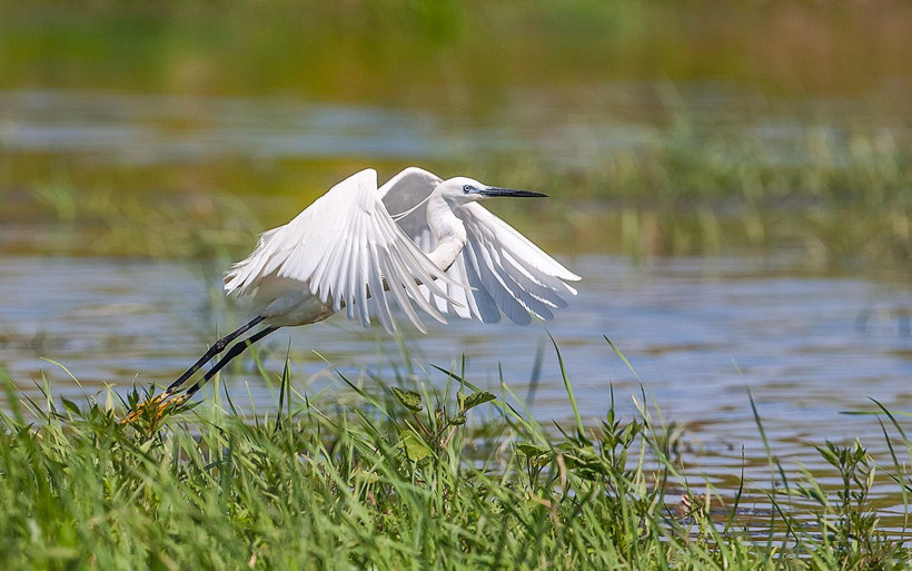 Güneydoğu'nun kuş cenneti Diyarbakır'daki 8 bin yıllık Hevsel Bahçeleri - Resim: 2
