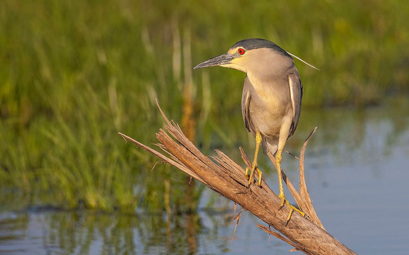 Güneydoğu'nun kuş cenneti Diyarbakır'daki 8 bin yıllık Hevsel Bahçeleri - Resim: 3