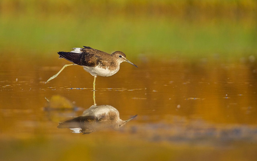 Güneydoğu'nun kuş cenneti Diyarbakır'daki 8 bin yıllık Hevsel Bahçeleri - Resim: 4