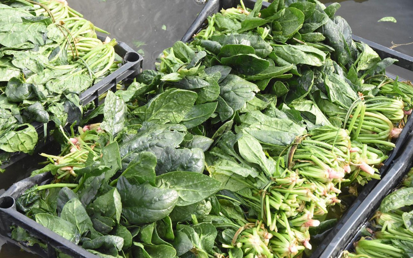 Uğur Dündar duyurdu zehirli ıspanak Müjdat Gezen'i de hastanelik etti! - Resim: 4