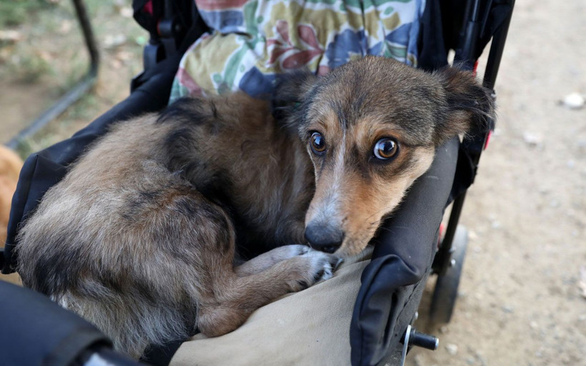 Görenler deli sanıyor! Bebek arabasıyla köpeğini gezdirmesinin bir sebebi var - Resim: 3