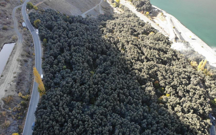Artvin'de yetişiyor! Bu zeytinin kabuğu daha ince ve asit oranı daha az - Resim: 3