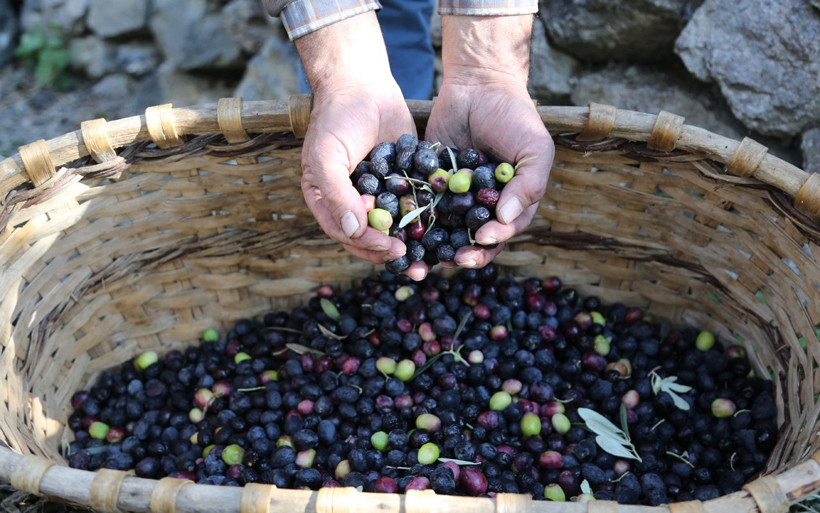 Artvin'de yetişiyor! Bu zeytinin kabuğu daha ince ve asit oranı daha az - Resim: 2