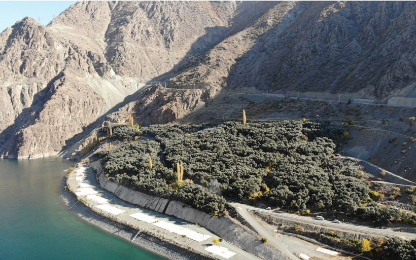 Artvin'de yetişiyor! Bu zeytinin kabuğu daha ince ve asit oranı daha az - Resim: 4