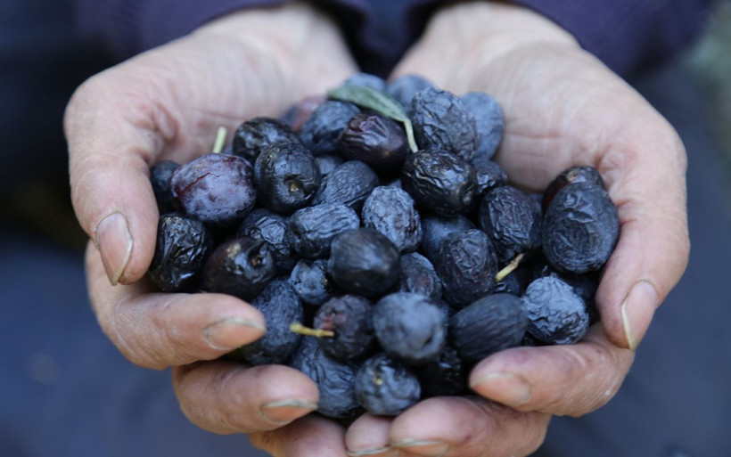 Artvin'de yetişiyor! Bu zeytinin kabuğu daha ince ve asit oranı daha az - Resim: 1