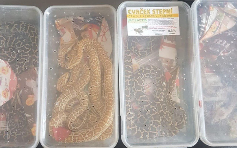 Edirne'de kamyonette 21 piton ele geçirildi - Resim: 1