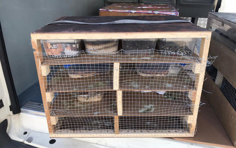 Edirne'de kamyonette 21 piton ele geçirildi - Resim: 2