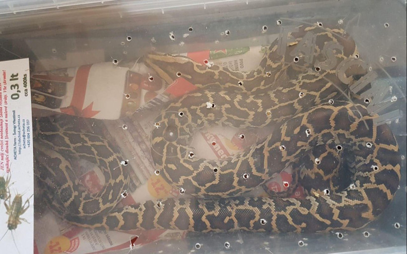 Edirne'de kamyonette 21 piton ele geçirildi - Resim: 3