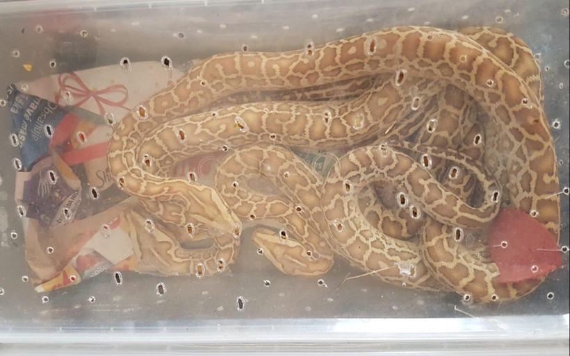 Edirne'de kamyonette 21 piton ele geçirildi - Resim: 4