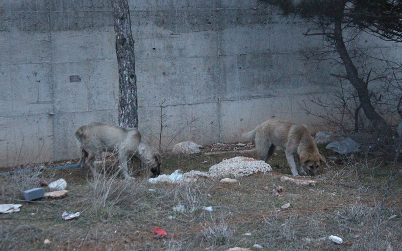 Uşak'ta çöplükte 21 köpek ölü bulundu - Resim: 4