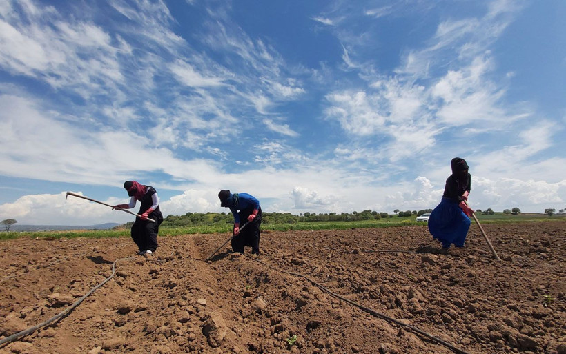 Çanakkale'de işçi bayramını çapa sallayıp alın teri dökerek kutladılar - Resim: 1
