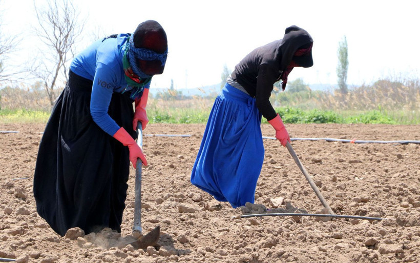 Çanakkale'de işçi bayramını çapa sallayıp alın teri dökerek kutladılar - Resim: 4