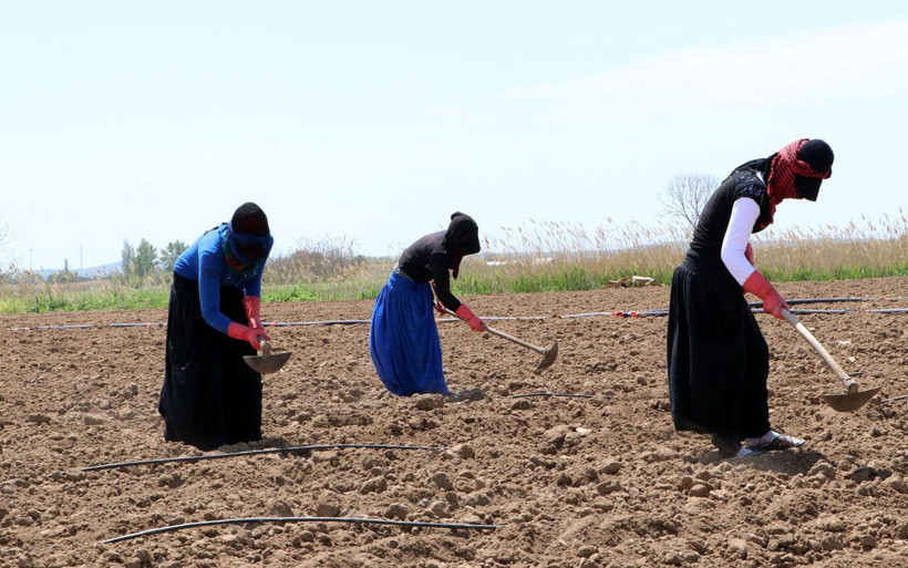 Çanakkale'de işçi bayramını çapa sallayıp alın teri dökerek kutladılar - Resim: 2