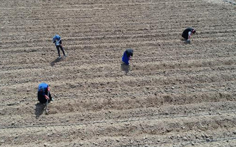 Çanakkale'de işçi bayramını çapa sallayıp alın teri dökerek kutladılar - Resim: 3