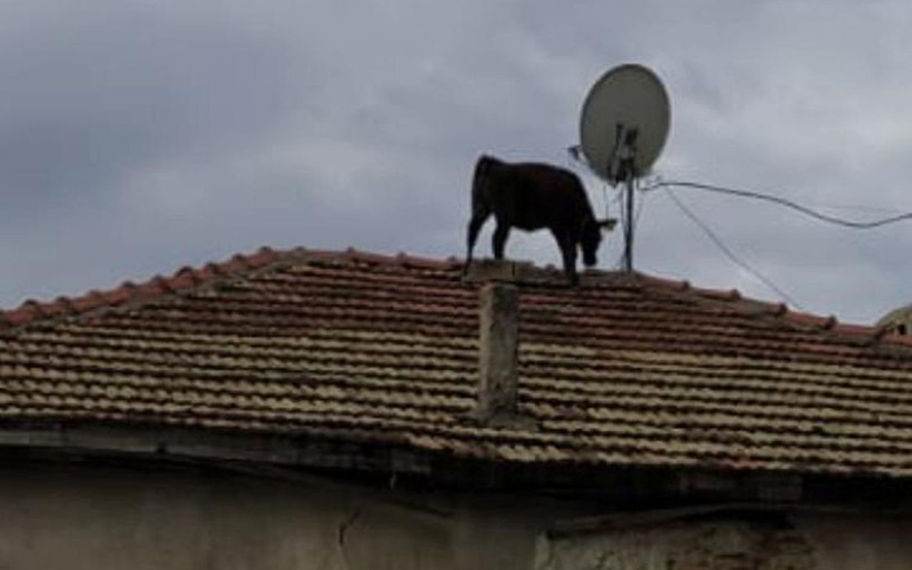 Burdur'da ahırdan kaçan dana çatıya çıktı - Resim: 2