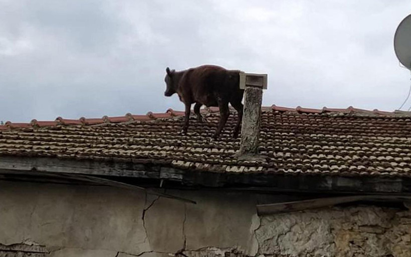 Burdur'da ahırdan kaçan dana çatıya çıktı - Resim: 3