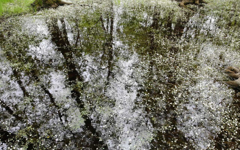 Galeriç Subasar Ormanı'nda 'su papatyası' kartpostallık görüntüler oluşturdu - Resim: 3