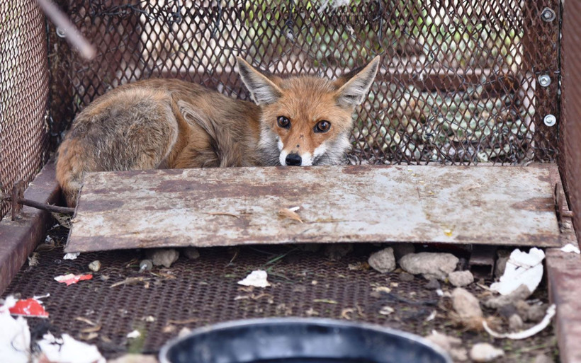 Antalya'da 150 tavuğunu telef eden tilkiyi Türk filmiyle yakaladı - Resim: 1