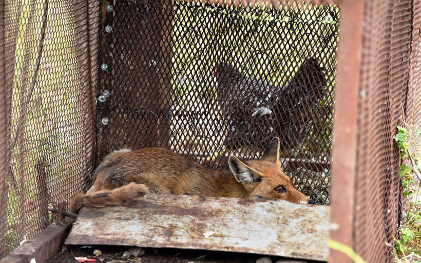 Antalya'da 150 tavuğunu telef eden tilkiyi Türk filmiyle yakaladı - Resim: 3