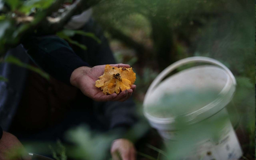 Bursa köylüleri topluyor yurt dışına satıyor kilosu 30 avro veriyor - Resim: 2