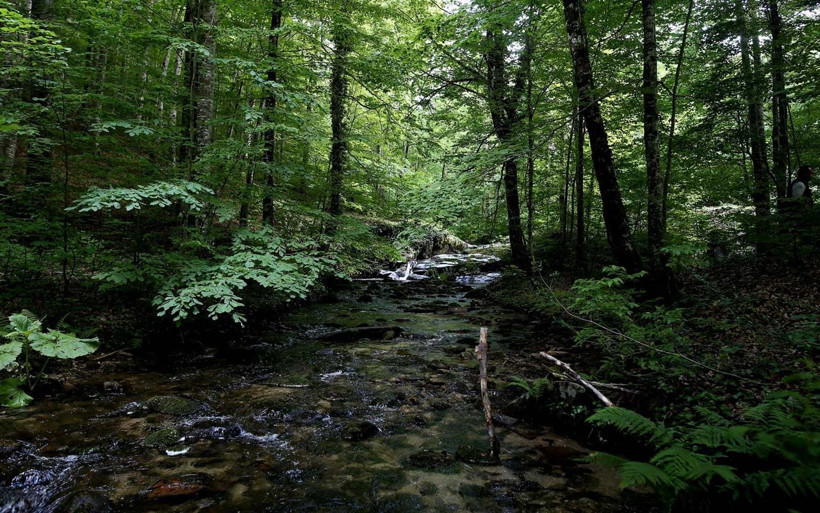 Bursa köylüleri topluyor yurt dışına satıyor kilosu 30 avro veriyor - Resim: 3