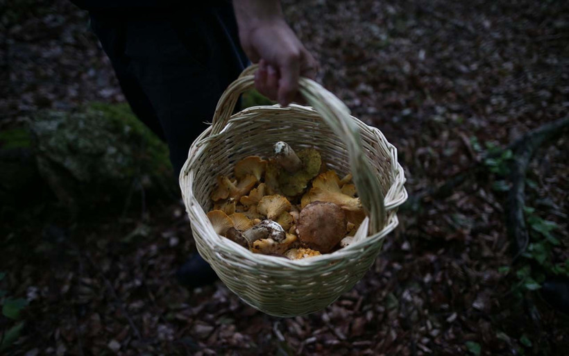 Bursa köylüleri topluyor yurt dışına satıyor kilosu 30 avro veriyor - Resim: 1