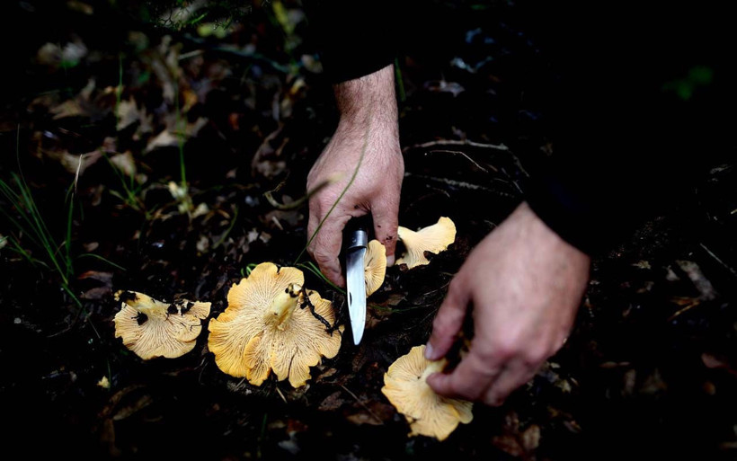 Bursa köylüleri topluyor yurt dışına satıyor kilosu 30 avro veriyor - Resim: 4