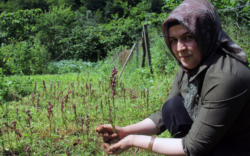 Giresun'da ilk defa üretilen bitkinin kilosu 1400 lira! Fındığa alternatif - Resim: 3