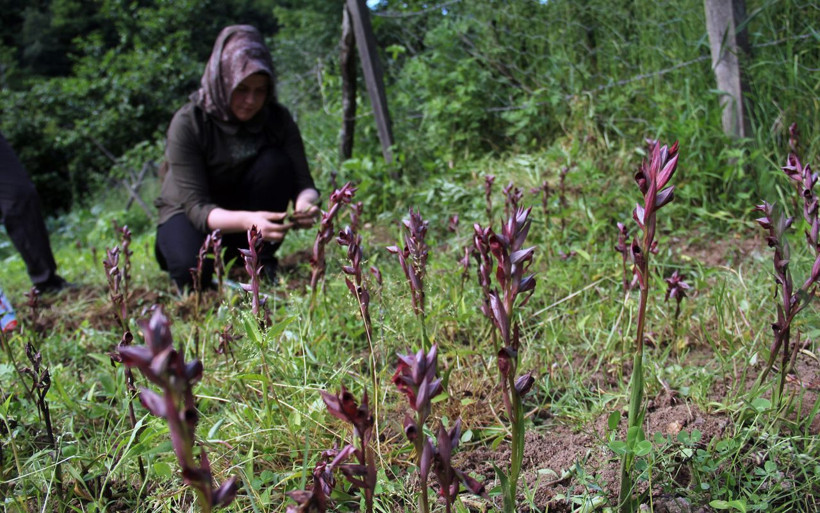 Giresun'da ilk defa üretilen bitkinin kilosu 1400 lira! Fındığa alternatif - Resim: 4