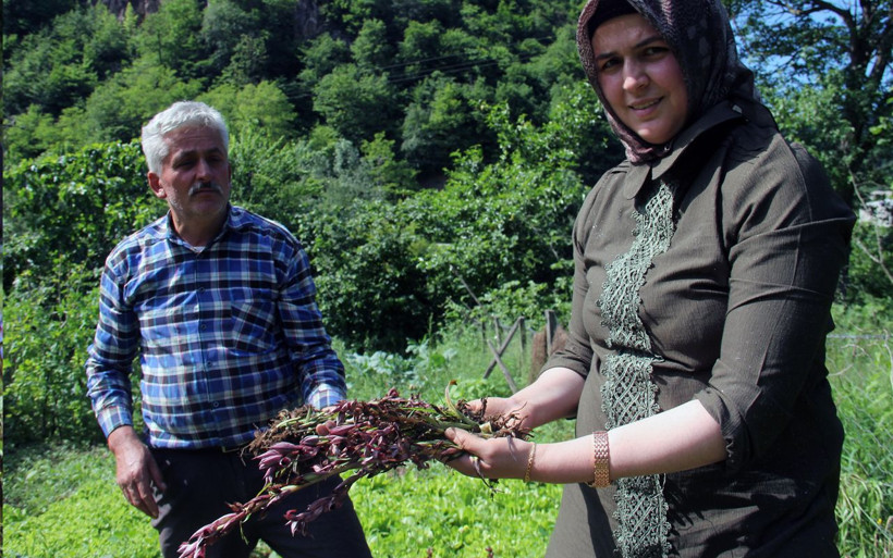 Giresun'da ilk defa üretilen bitkinin kilosu 1400 lira! Fındığa alternatif - Resim: 1