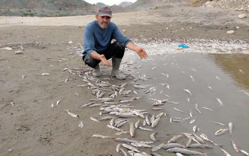 Adıyaman'da köylüleri ürküten görüntü binlercesi karaya vurdu - Resim: 3