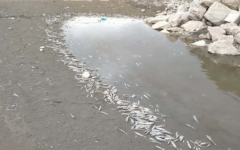 Adıyaman'da köylüleri ürküten görüntü binlercesi karaya vurdu - Resim: 2