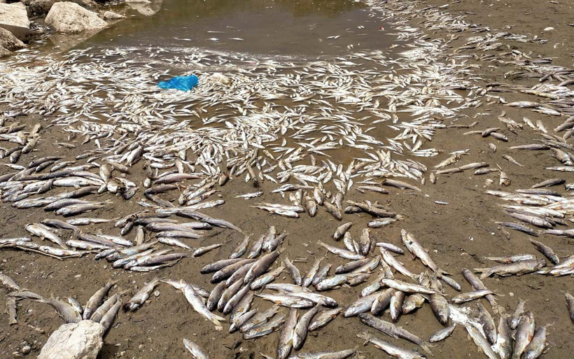 Adıyaman'da köylüleri ürküten görüntü binlercesi karaya vurdu - Resim: 1