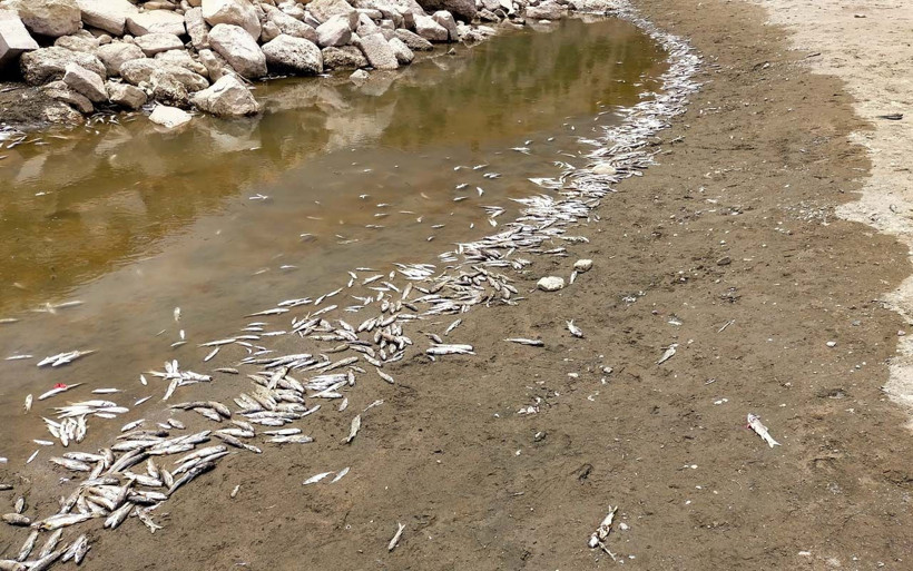 Adıyaman'da köylüleri ürküten görüntü binlercesi karaya vurdu - Resim: 4