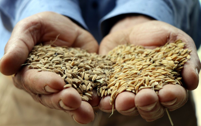 Samsun'da rengini gören 'Boyalı' diye şikayet ediyor! Faydaları saymakla bitmiyor - Resim: 2