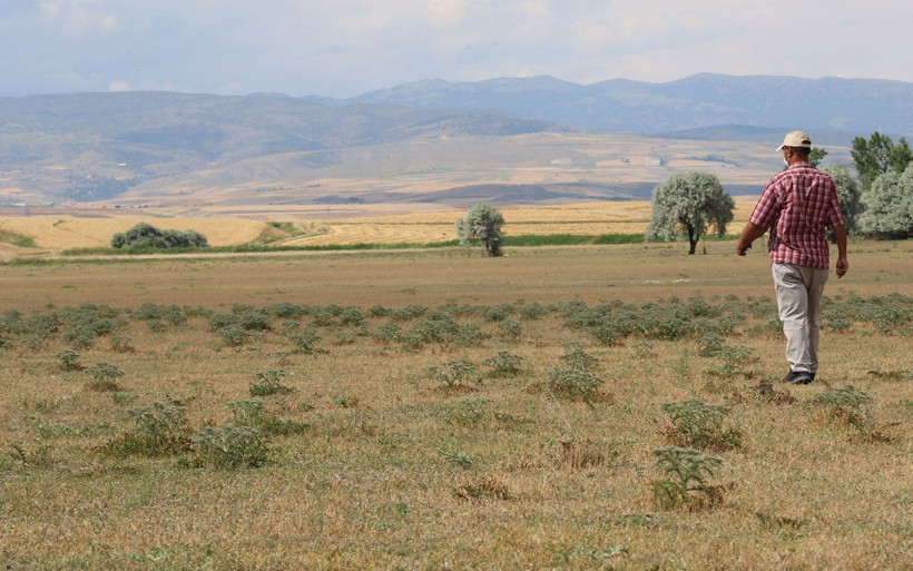 Çorum'da aslan ihbarı yağıyor! Başka köylerde de görüldü - Resim: 1