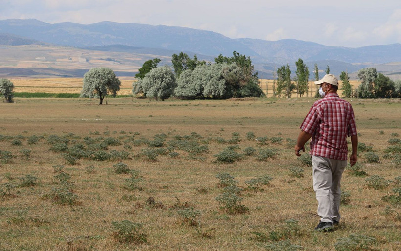 Çorum'da aslan ihbarı yağıyor! Başka köylerde de görüldü - Resim: 3